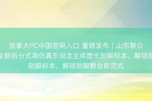 加拿大PC中国官网入口 重磅发布｜山东聚众医教恢弘推出全新拆分式高仿真东说念主体塑化剖解标本，解锁剖解教会新范式